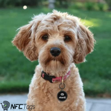 vkardz: NFC Tag for Pets, Water-Proof, Rust-Proof, NTAG 213, 144 Bytes Storage.