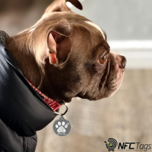 MyLuckyTag NFC Smart Pet Tag with NFC & QR Code in Dubai, UAE